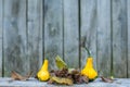 Close up of a two yellow-green zucchini with leafs Royalty Free Stock Photo