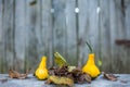 Close up of a two yellow-green zucchini with leafs Royalty Free Stock Photo