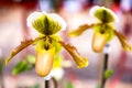 Close up of two yellow lady slipper orchids, beautiful flowers i Royalty Free Stock Photo