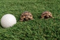 Close up of two young hermann turtles on a synthetic grass with golf ball Royalty Free Stock Photo