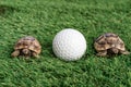 Close up of two young hermann turtles on a synthetic grass with golf ball Royalty Free Stock Photo