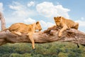 Two Lions Resting On Tree Trunk In Savana
