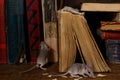 Close-up two young mice and the old books on the flooring in the library. Royalty Free Stock Photo