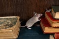 Close-up two young mice on pile of old books in the library. Royalty Free Stock Photo