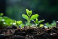 a close up of two young plants growing in the dirt