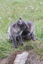Close up of two young playful arctic fox cub in front of their l Royalty Free Stock Photo