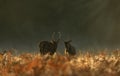 Close up of two young Red deer stags fighting at dawn during rutting season in autumn Royalty Free Stock Photo