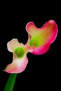 Close up of two zantedeschia rubylite pink ice calla lilies