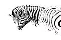 Two Zebras black and white Royalty Free Stock Photo