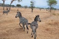 Close-up of two zebras running in safari