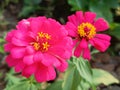 Close up of two Zinnia elegans flowers, pink with yellow stamens with selective focus Royalty Free Stock Photo