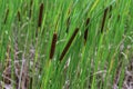 Typha angustifolia. Close up of cattail, water plant.