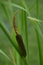 Close-up of typha latifolia spike or bulrush reed in garden pond