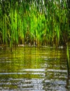 Close up of typha plant in lake water