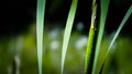 Close up of typha plant