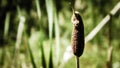 Close up of typha plant