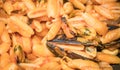 Close-up of a typical Italian dish Royalty Free Stock Photo