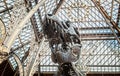 Close up of Tyrannosaurus Rex head skeleton in the Oxford University Museum of Natural History, Oxford, Oxfordshire, UK