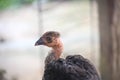 Close up of an ugly chicken with black feathers and lacking feathers around his neck