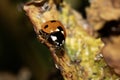 Close up of a UK British Ladybird or Ladybug Insect in the wild Royalty Free Stock Photo