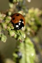 Close up of a UK British Ladybird or Ladybug Insect in the wild Royalty Free Stock Photo