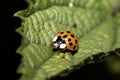 Close up of a UK British Ladybird or Ladybug Insect in the wild Royalty Free Stock Photo