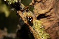 Close up of a UK British Ladybird or Ladybug Insect in the wild Royalty Free Stock Photo
