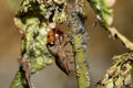Close up of a UK British Ladybird or Ladybug Insect in the wild Royalty Free Stock Photo