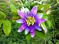 Close-up on an ultra violet flower Royalty Free Stock Photo