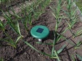 Close-up of the ultrasonic, solar-powered mole repellent or repeller device in the soil in a vegetable bed among small onion