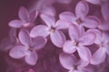 close up of ultraviolet lilac blossom branch in vintage flair Royalty Free Stock Photo