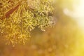 Close-up of an umbel of garden angelica. angelica flower.