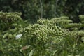 close-up: umbrel of unexpanded white milkweed