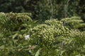 close-up: umbrel of unexpanded white milkweed