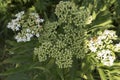 close-up: umbrel of unexpanded white milkweed in surface view