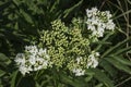 close-up: umbrel of unexpanded white milkweed in surface view