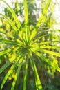 Close-up of an umbrella of leaves of a tropical plant in the sun's rays in a conservatory. Plants at home. Flower