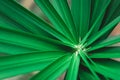 Close up umbrella plant, Papyrus, Cyperus alternifolius L Royalty Free Stock Photo