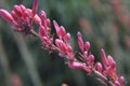 Close up of an unbloomed red yucca plant Royalty Free Stock Photo