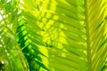 Close up under beautiful green topical leaves with day light, flare light effect and copy space. use for green nature content