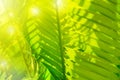 Close up under beautiful green topical leaves with day light, flare light effect and copy space. use for green nature content