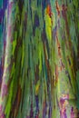 Vertical Rainbow Eucalyptus Tree Bark Royalty Free Stock Photo