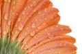 Close up of a under side of a orange Gerber flower Royalty Free Stock Photo