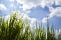 Close up, macro of dew drops on blades of fresh grass, morning rays of sun, water saving and green concept, save planet, blurred Royalty Free Stock Photo