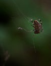 Close Up of the Underside of a Barn Spider on Its Web Eating Its Prey Royalty Free Stock Photo