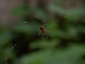 Close Up of the Underside of a Barn Spider on Its Web with Entrapped Prey Royalty Free Stock Photo