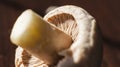 Close-up of underside of champignon mushroom Royalty Free Stock Photo