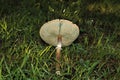 Green Spored Parasol Mushroom Cap Underside Royalty Free Stock Photo