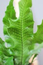 Close up of the underside of the leaf of a crocodile fern Microsorum musifolium `Crocodyllus`