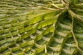 Close-up of underside of leaf Victoria amazonica genus of water-lilies